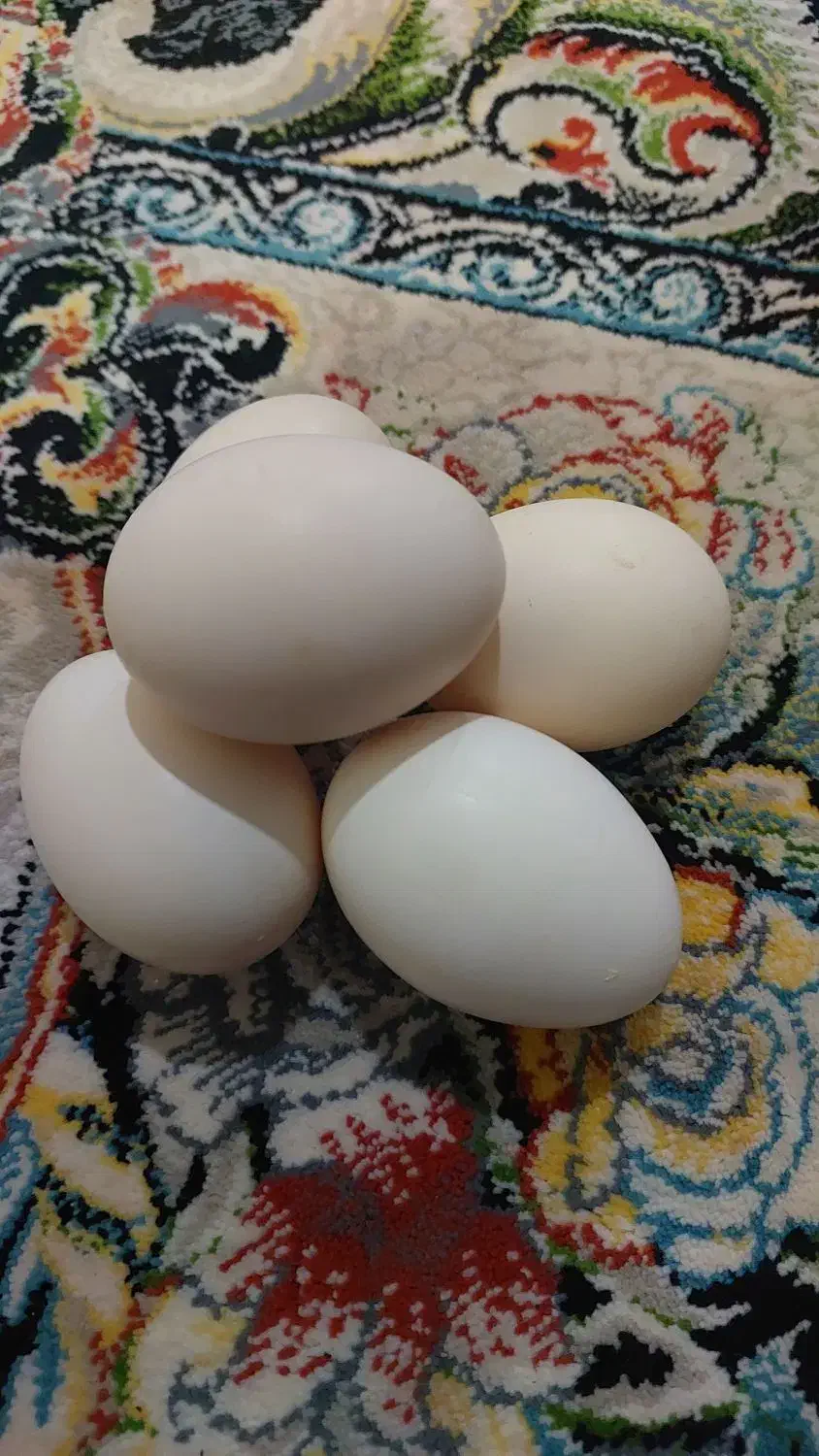 فروش تخم مرغ گلین|حیوانات مزرعه|بروجرد, |دیوار