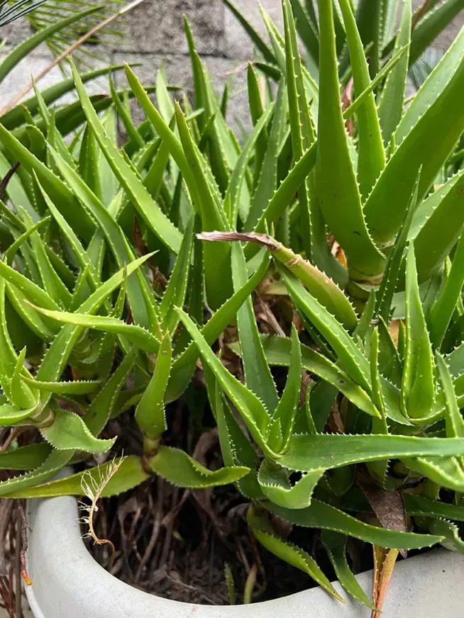 گل الوئه ورا پاجوش دانه ای ۲۵تومن|گل و گیاه طبیعی|نوشهر, |دیوار