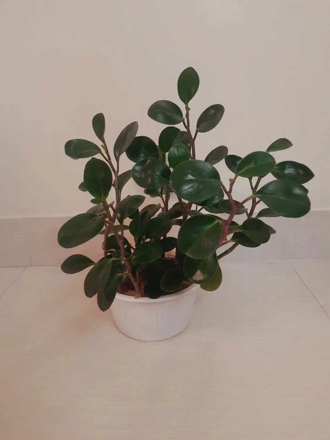 گل و گیاه طبیعی|گل و گیاه طبیعی|اهر, |دیوار