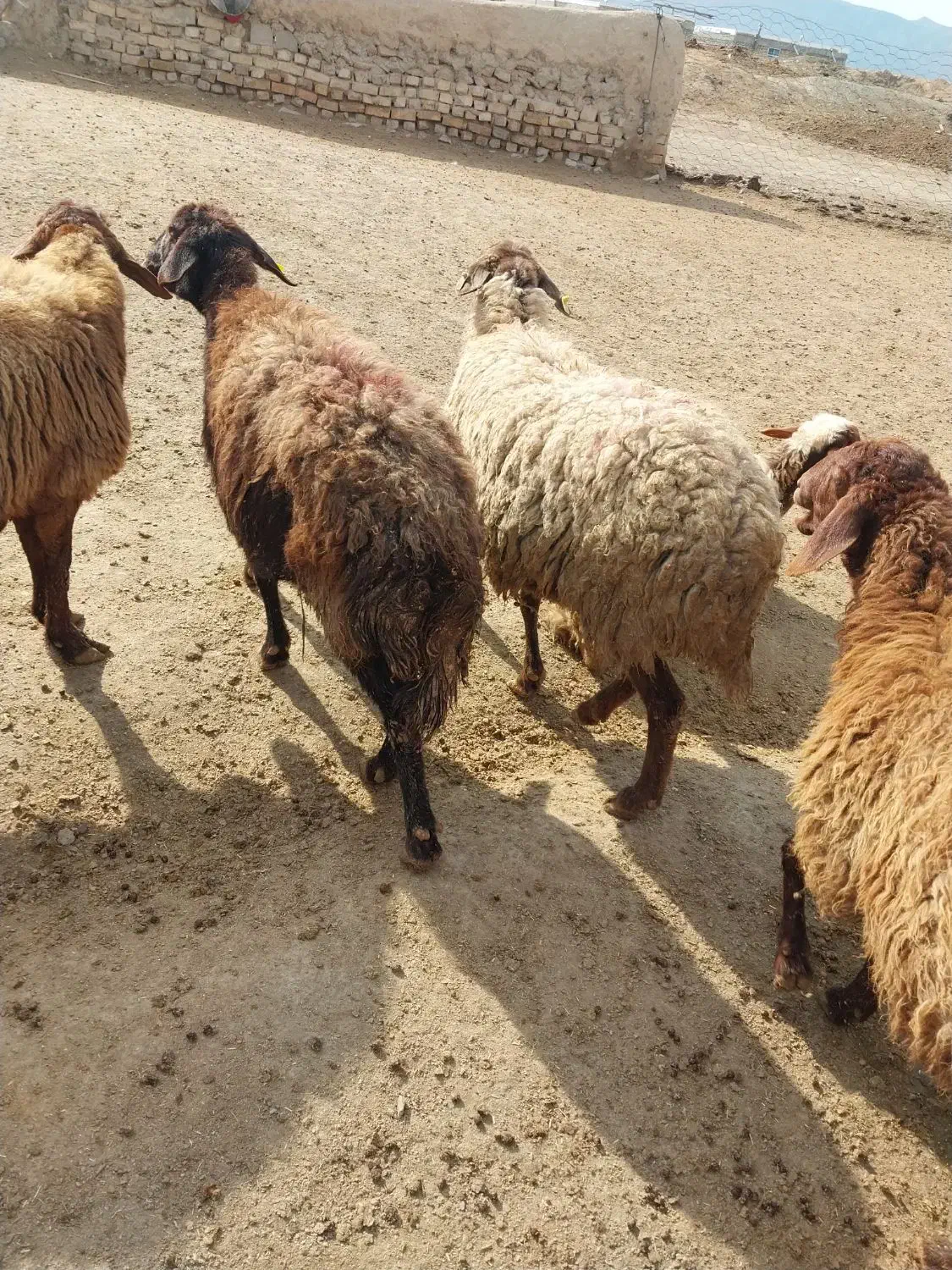 یک راس میش|حیوانات مزرعه|مانه, |دیوار