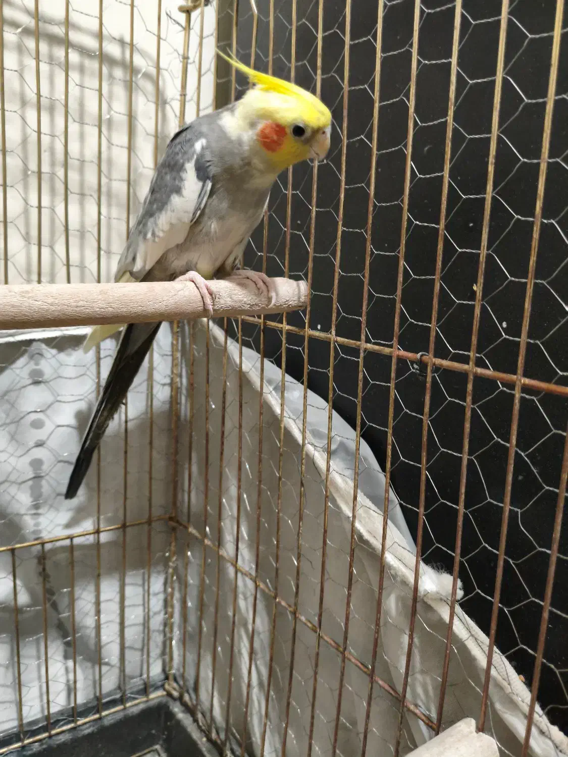 عروس هلندی جفت|پرنده|مشکین‌دشت, |دیوار