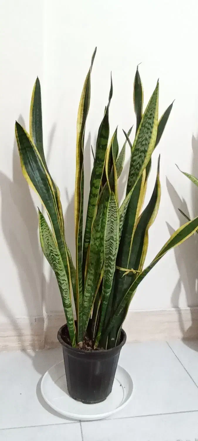 گل سانسوریا پر غلاف و پر پاجوش|گل و گیاه طبیعی|تربت جام, مطهری|دیوار