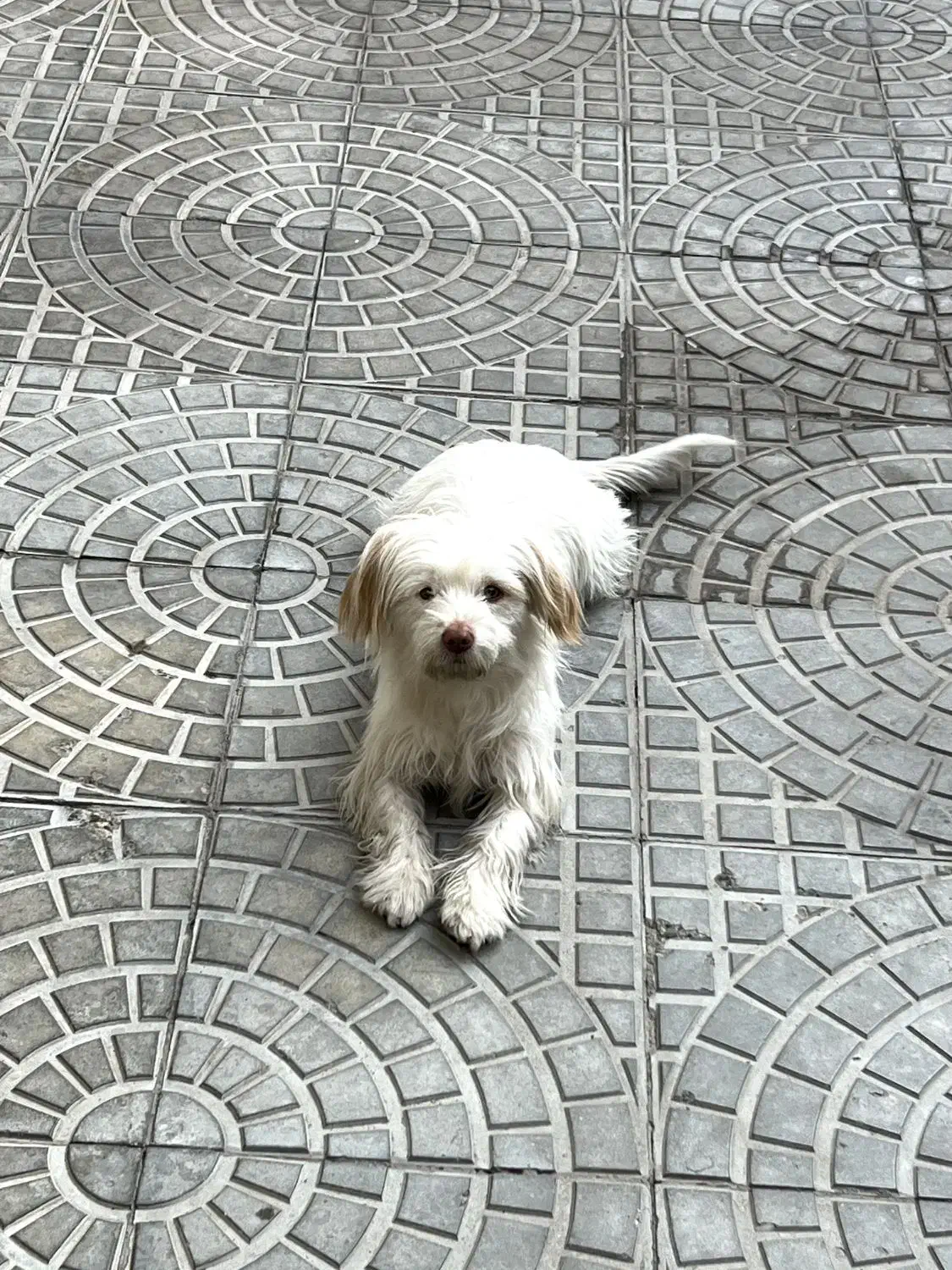 سگ خانگی|سگ|میاندوآب, |دیوار