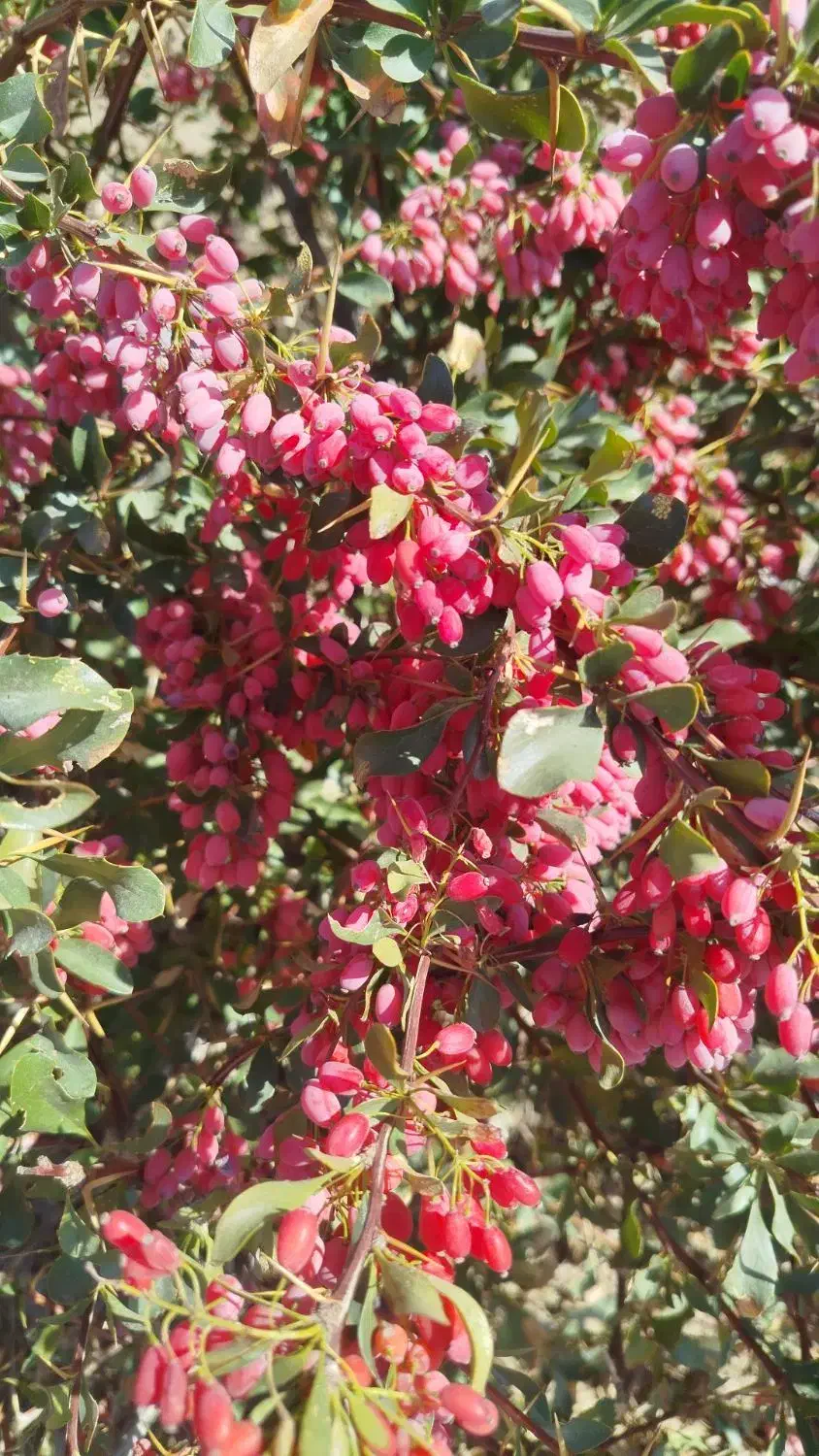 زمین کشاورزی با اب|فروش زمین و ملک کلنگی|سرداران, |دیوار