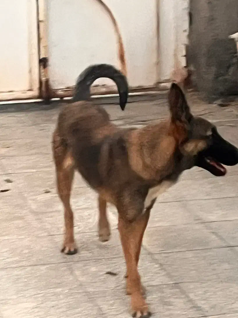 واگزاری سگ مالینیوز ماده|سگ|سیرجان, |دیوار