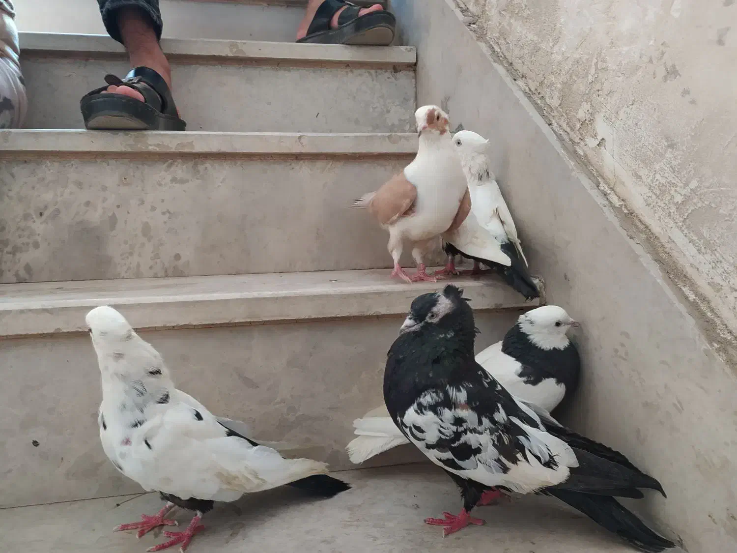 کبوتر پرنده|پرنده|اهواز, پردیس|دیوار