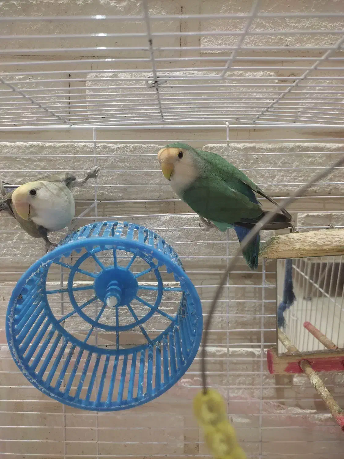 طوطی برزیلی نرو ماده|پرنده|رشت, نامجو|دیوار