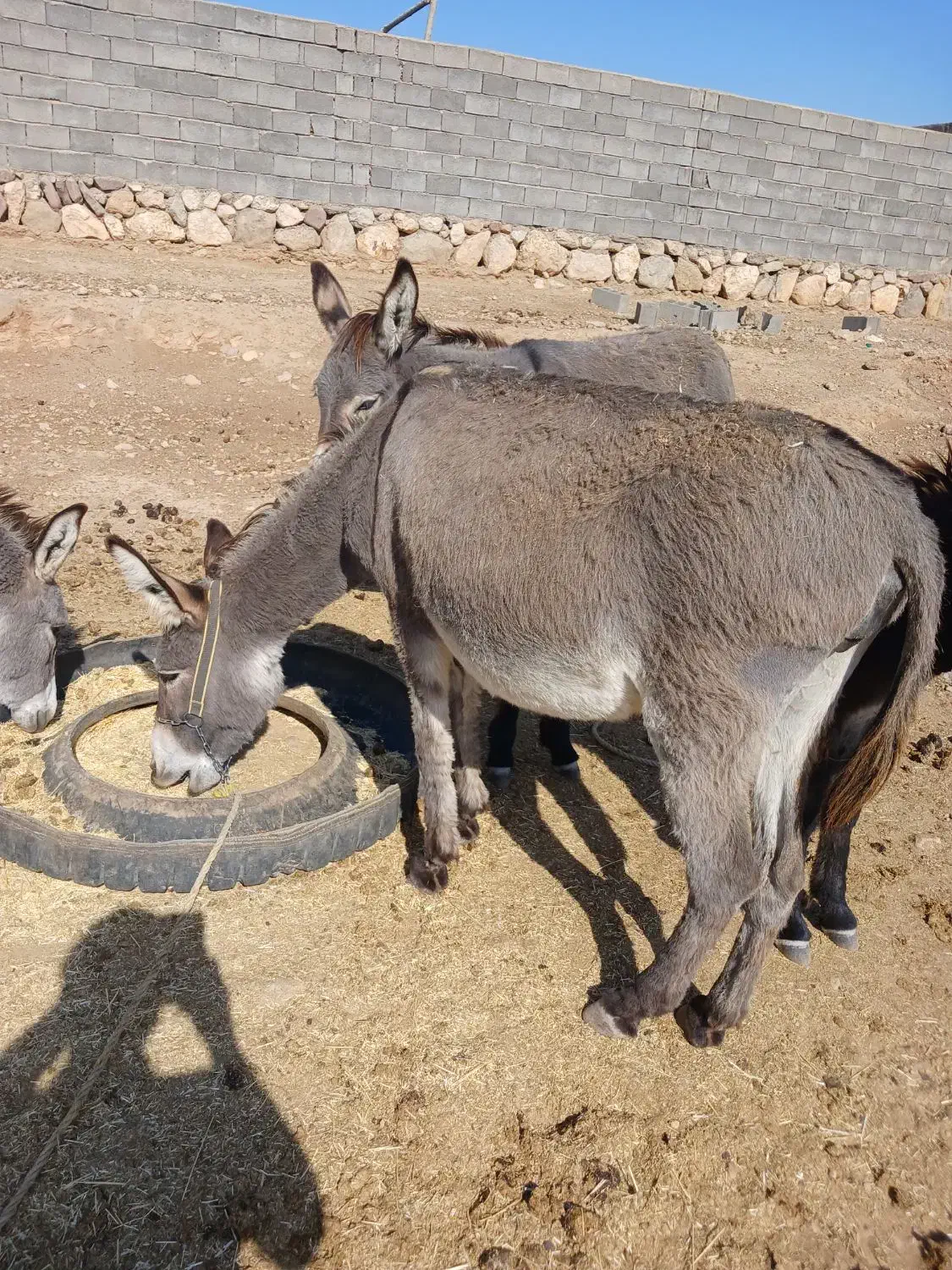 الاغ نر وماده|حیوانات مزرعه|گرمسار, |دیوار