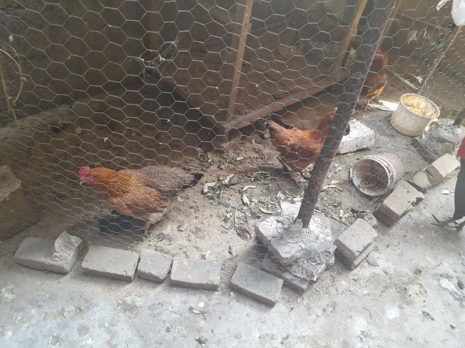 مرغ وخروس|حیوانات مزرعه|ساری, |دیوار