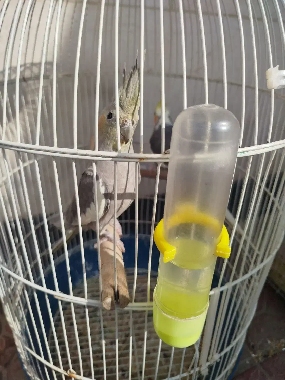 عروس هلندی|پرنده|فومن, |دیوار