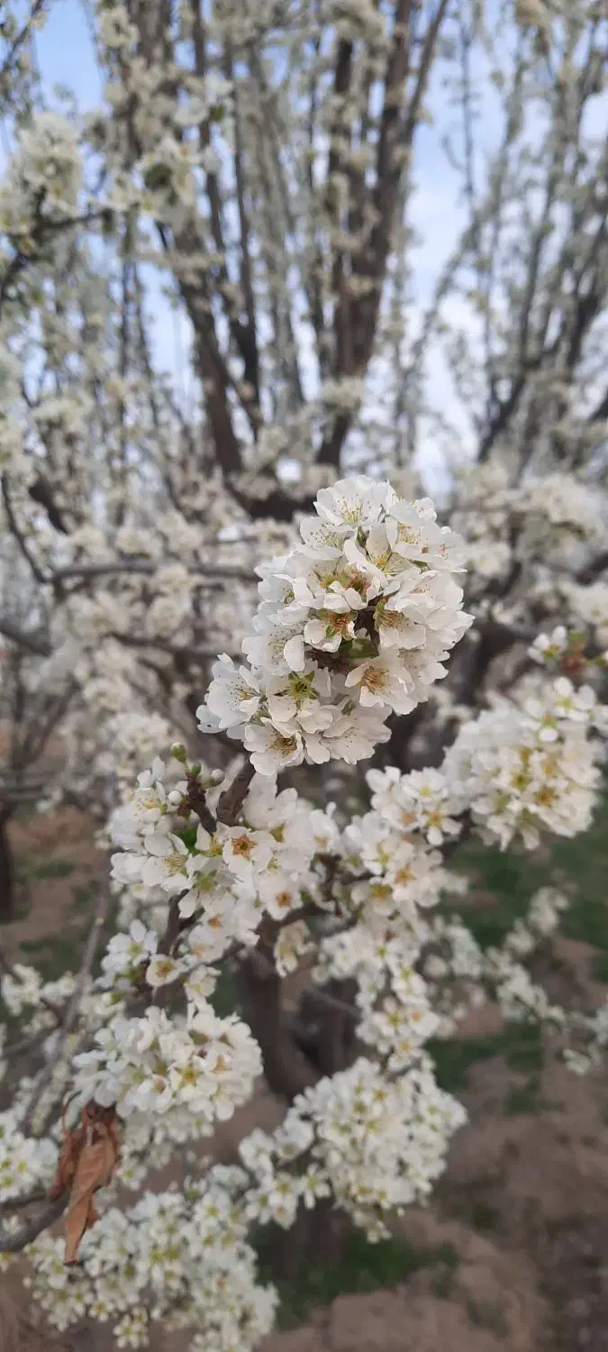 فروش باغ در محدوده ملکان|فروش زمین و ملک کلنگی|ملکان, |دیوار