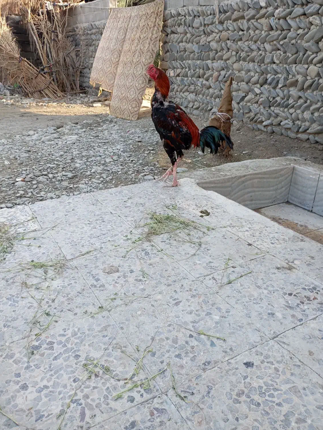 خورس|حیوانات مزرعه|قصرقند, |دیوار