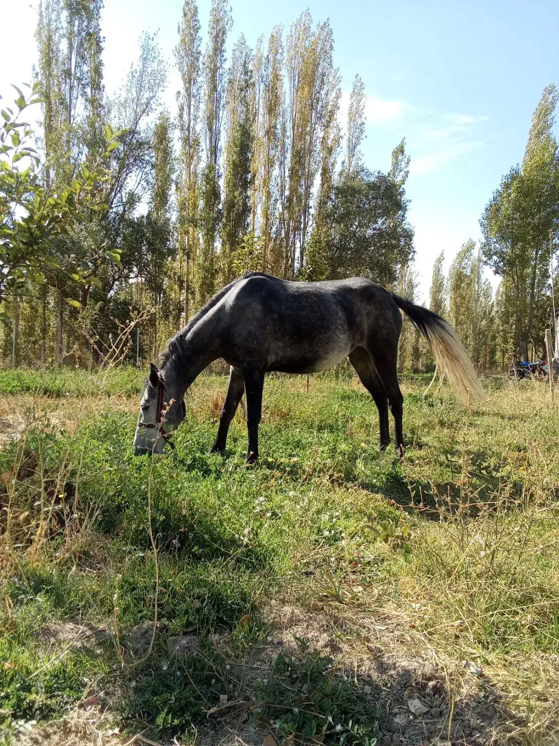 مادیان آبستن ۶ماهه|اسب و تجهیزات اسبسواری|رضوانشهر, |دیوار