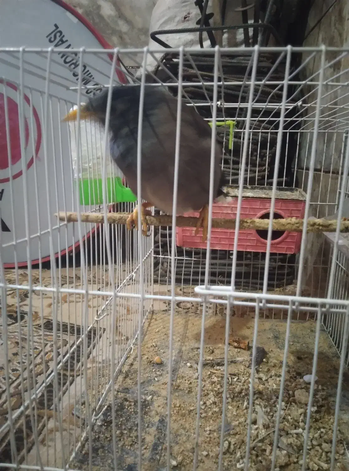 مرغ مینا|پرنده|نرماشیر, |دیوار