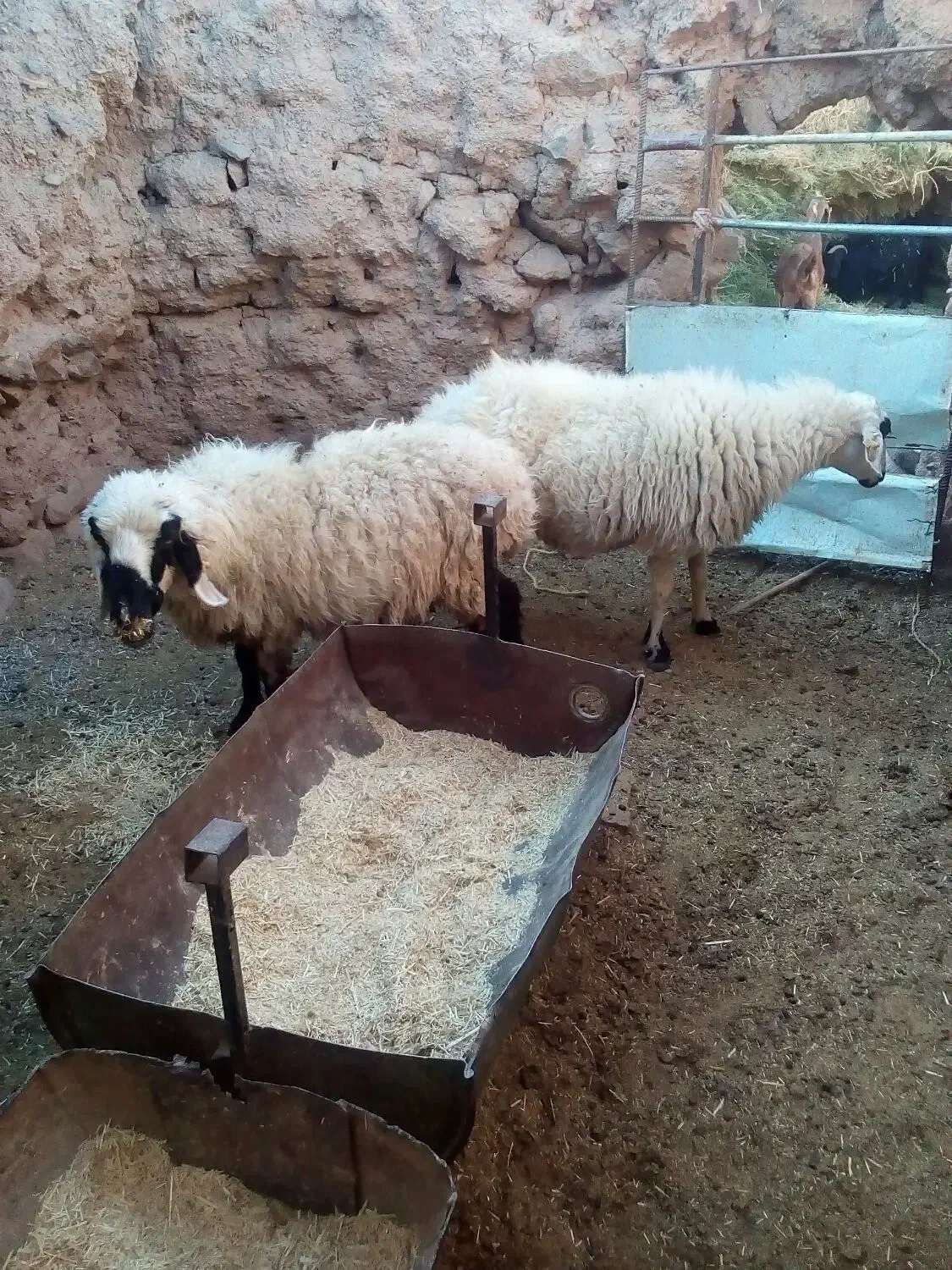 دوتا میش جوان بر ه رسون|حیوانات مزرعه|جلگه ماژان, |دیوار