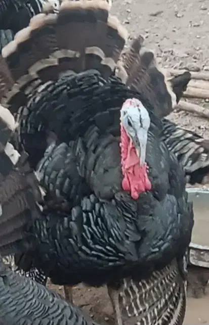 فروش بوقلمون محلی|حیوانات مزرعه|الوند, |دیوار