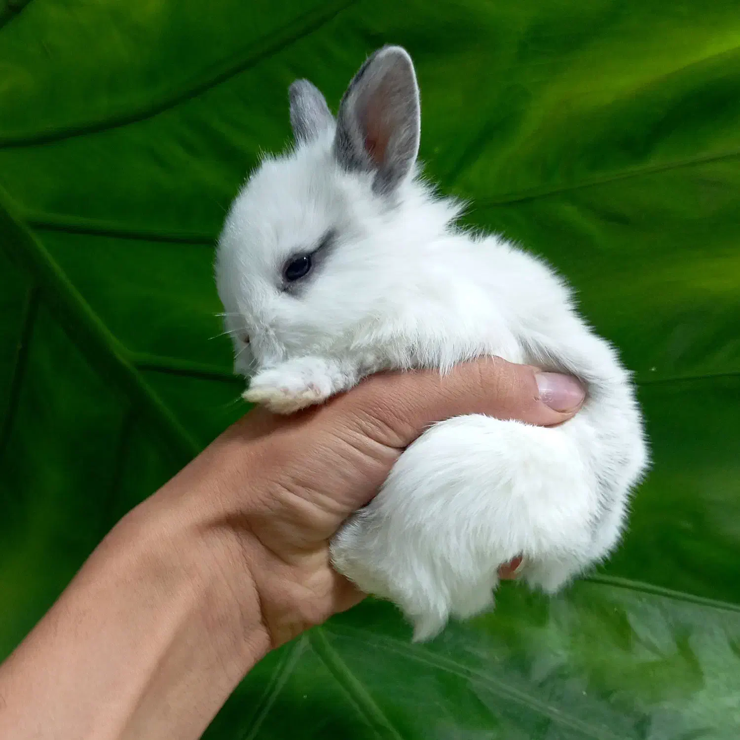 خرگوش لوپ و...|موش و خرگوش|تهران, بلوار کشاورز|دیوار