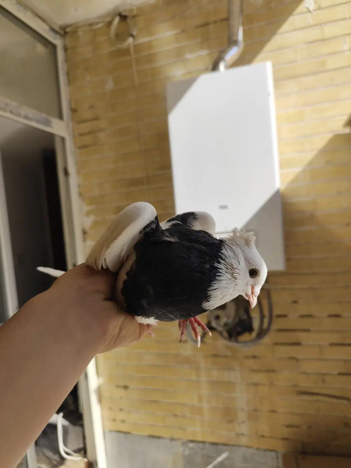 طوقی و سیدی|پرنده|فولادشهر, مسکن مهر فولادشهر|دیوار