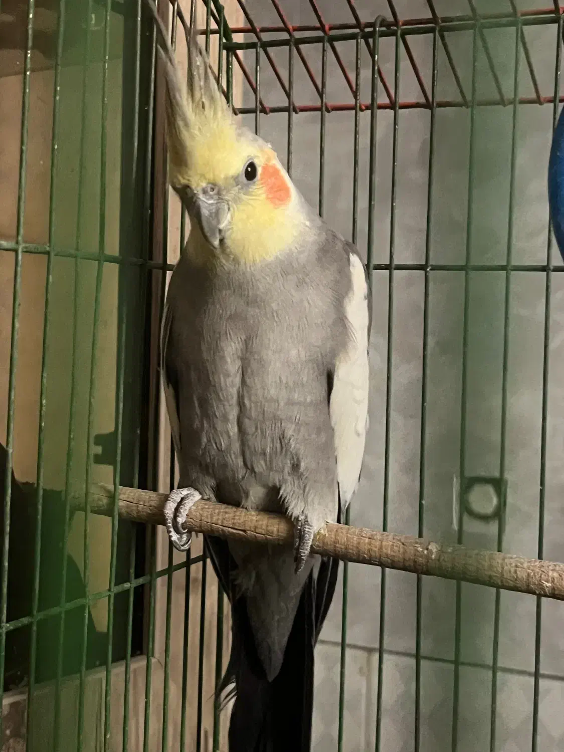 عروس هلندی|پرنده|سمنان, |دیوار