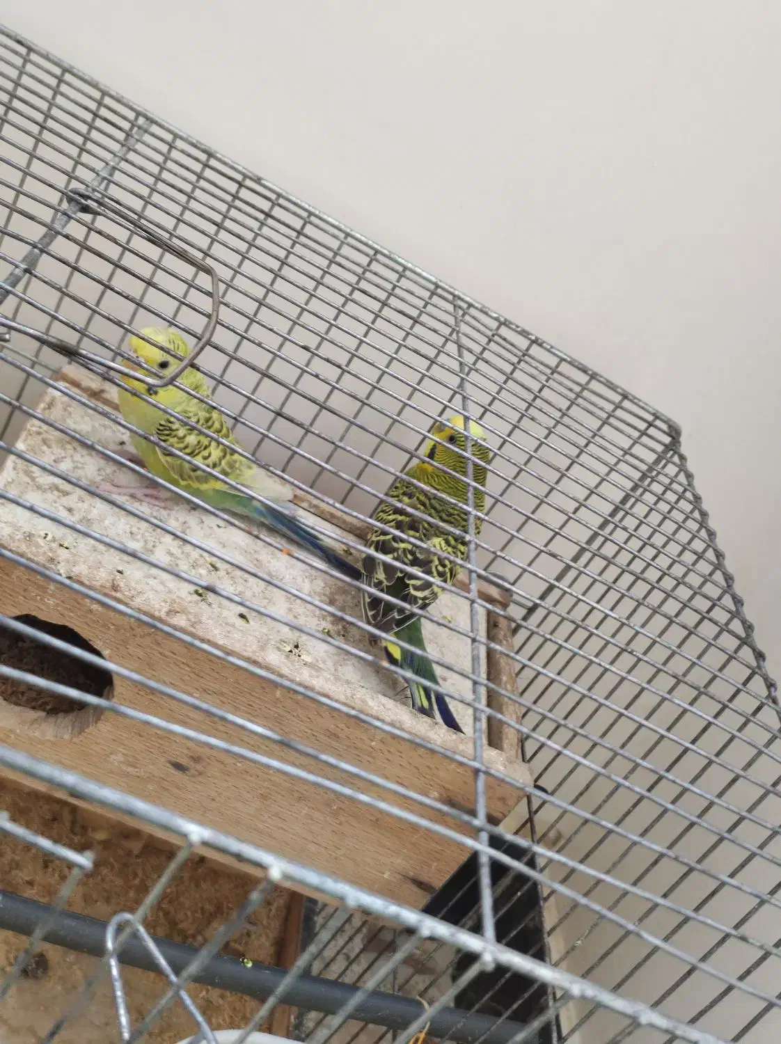 مرغ عشق گمشده|حیوانات|لادیز, |دیوار