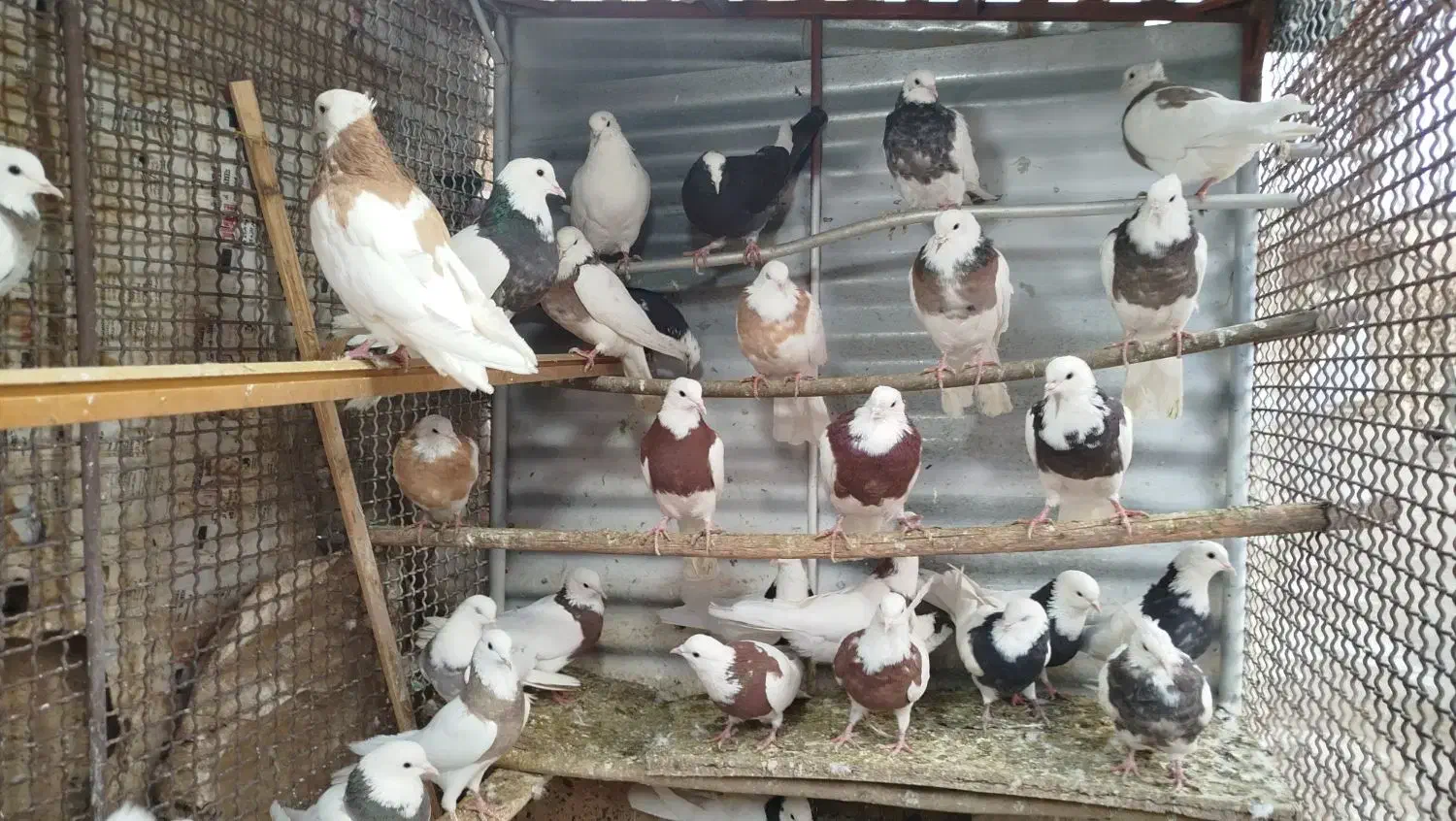 طوقی|پرنده|همدان, |دیوار