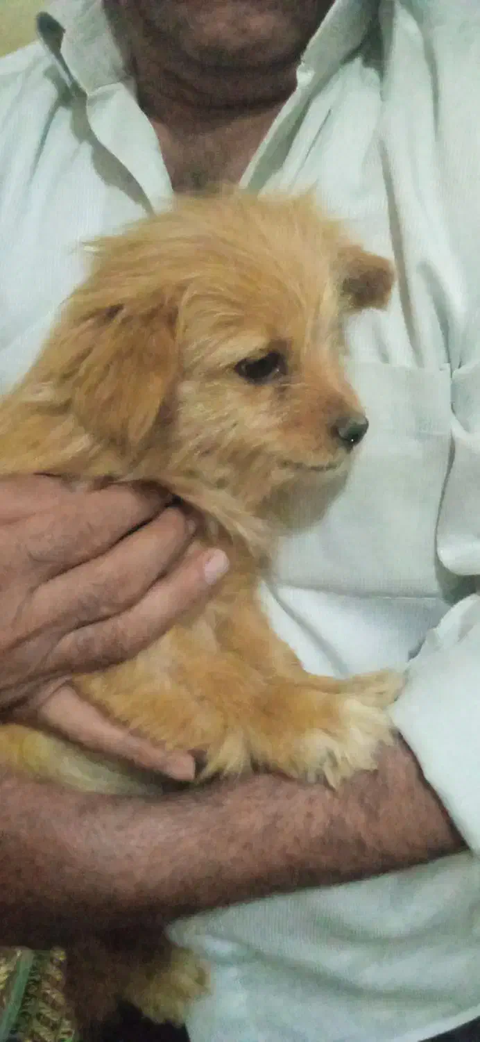 2تا سگ خارجی|سگ|خمین, |دیوار