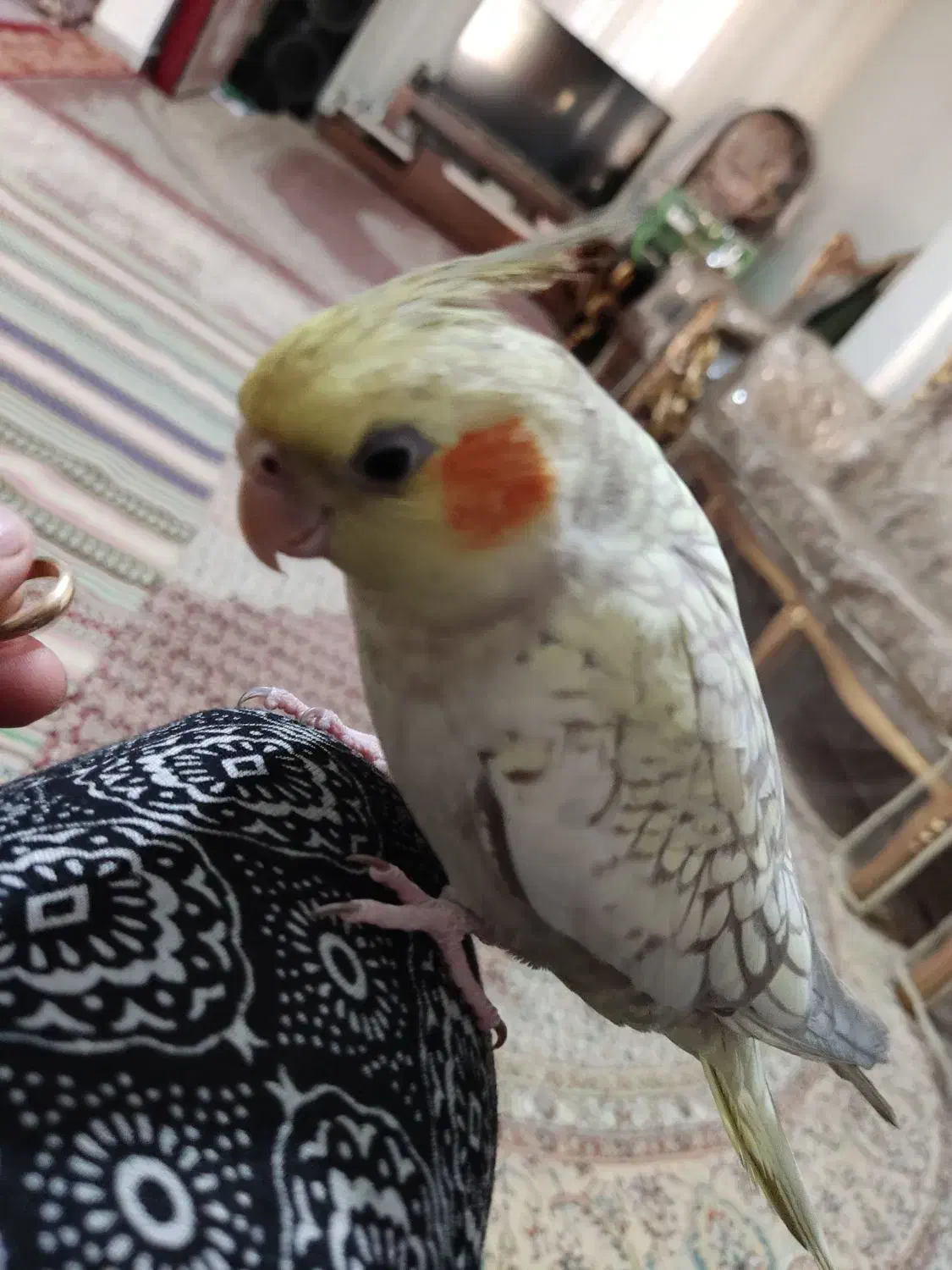 یک عروس هلندی گم شده|حیوانات|تهران, شهرک ولیعصر شمالی|دیوار