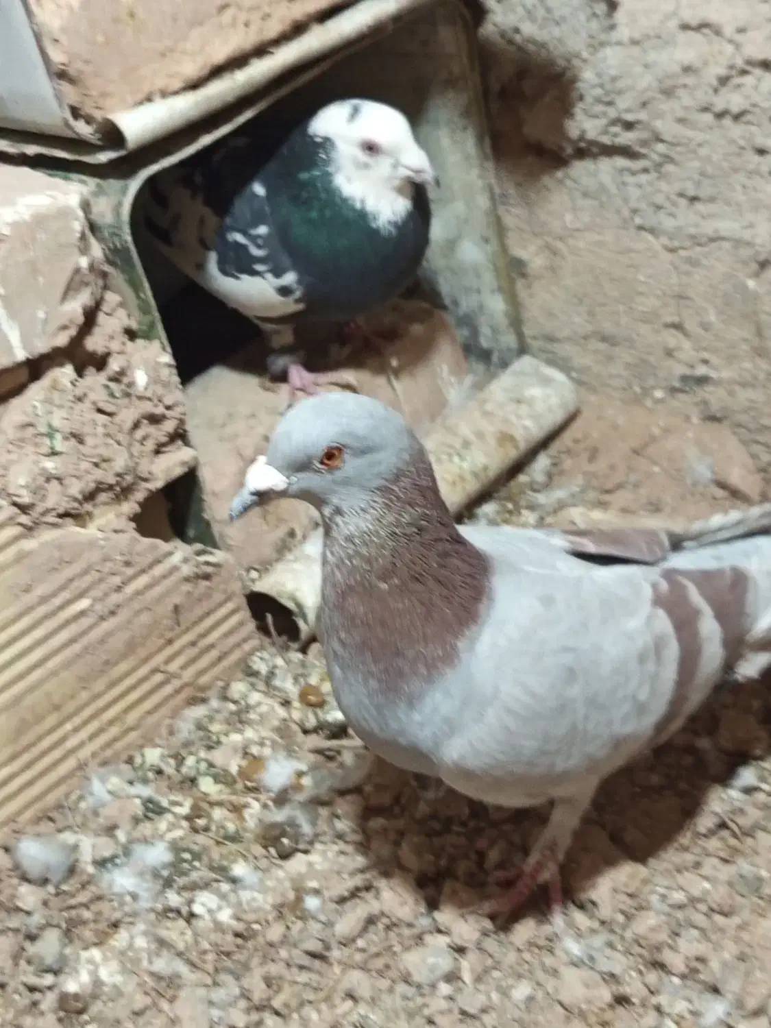 کفتر طوق ولایه|پرنده|مود, |دیوار