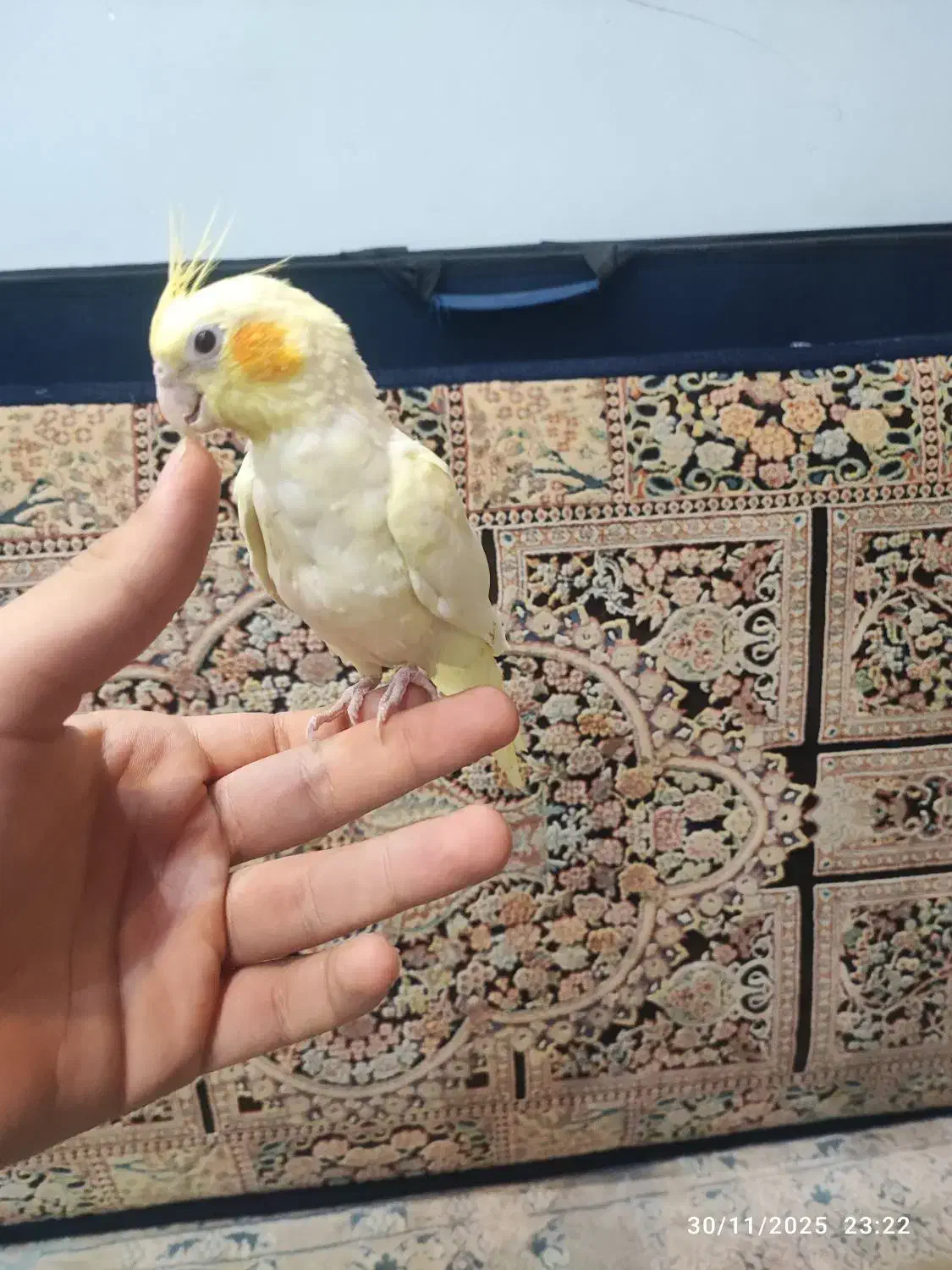 عروس کاملا دستی|پرنده|کاشان, زیدی|دیوار