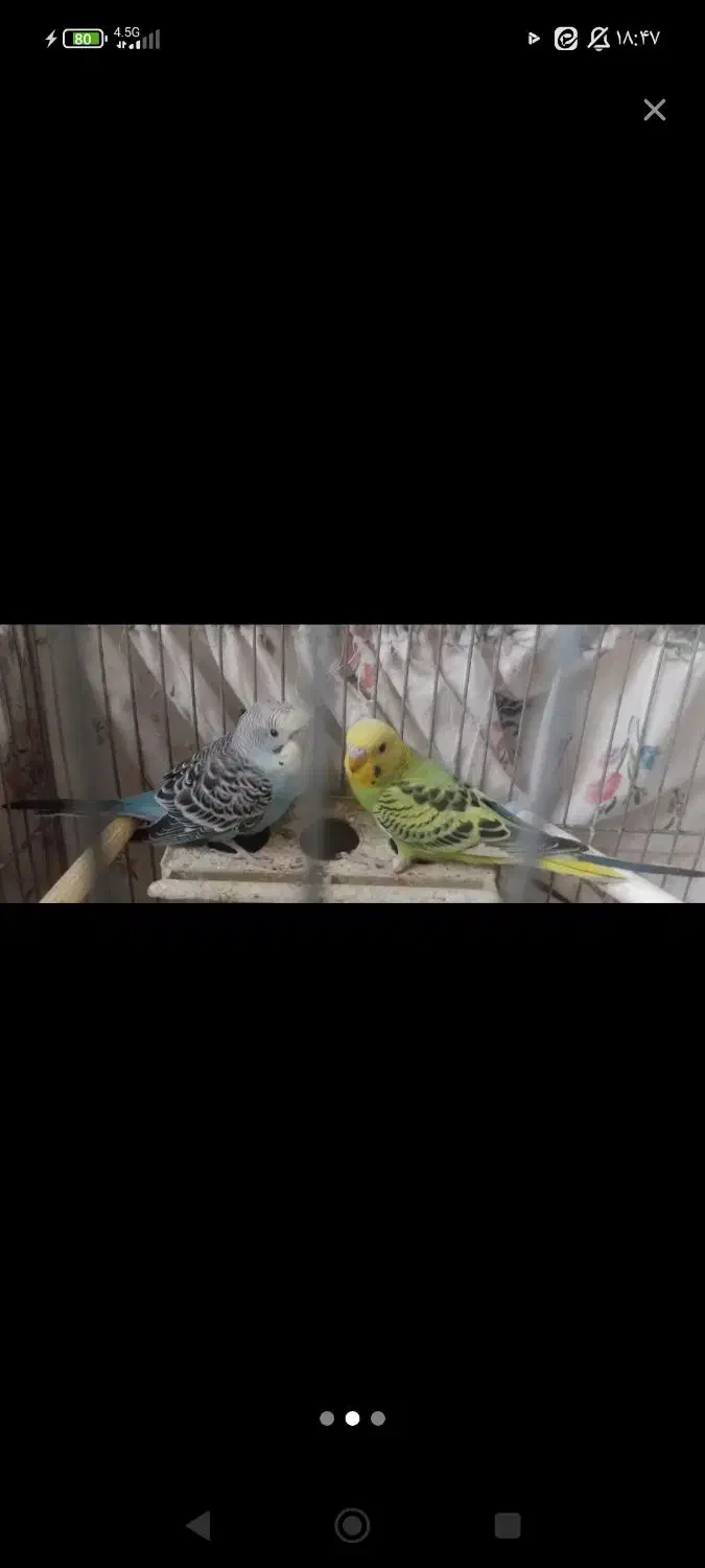 مرغ عشق زینتی|پرنده|خمینی‌شهر, |دیوار