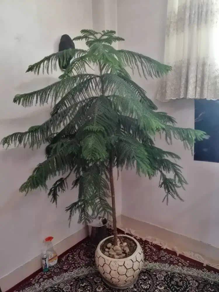 گل مطبق|گل و گیاه طبیعی|بروجن, |دیوار