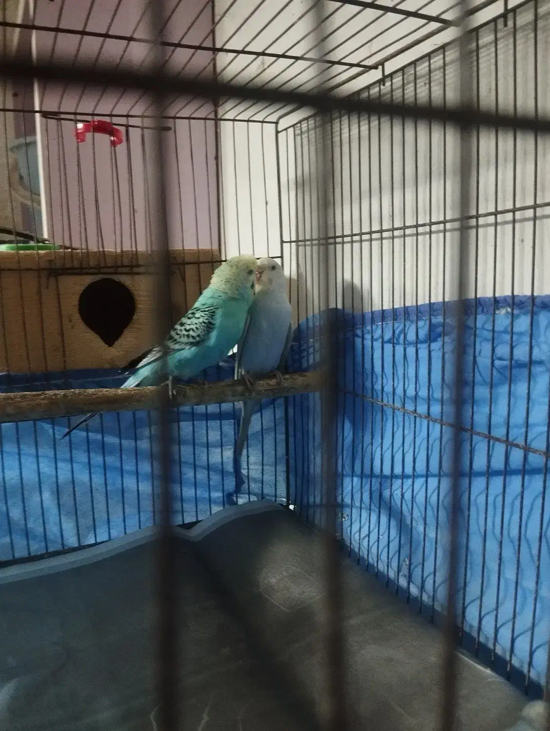 مرغ عشق مولد|پرنده|رشت, باهنر|دیوار