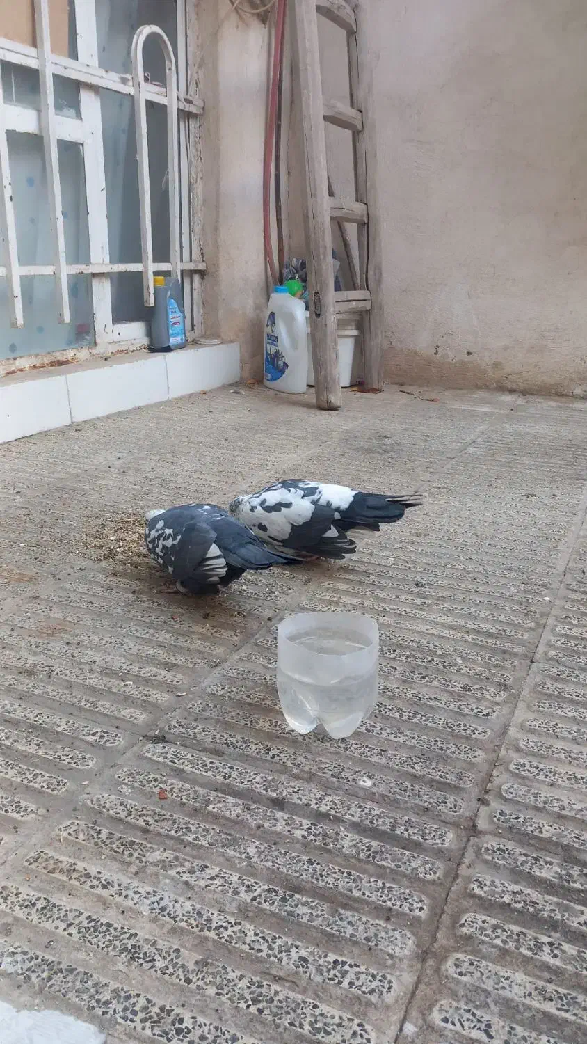 یه‌جفت‌کبوترسوسکی‌سبز|پرنده|مشهد, رده|دیوار