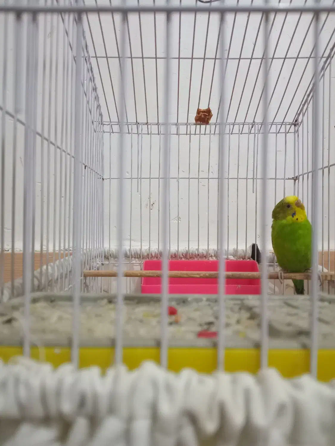 مرغعشق|پرنده|شوشتر, |دیوار