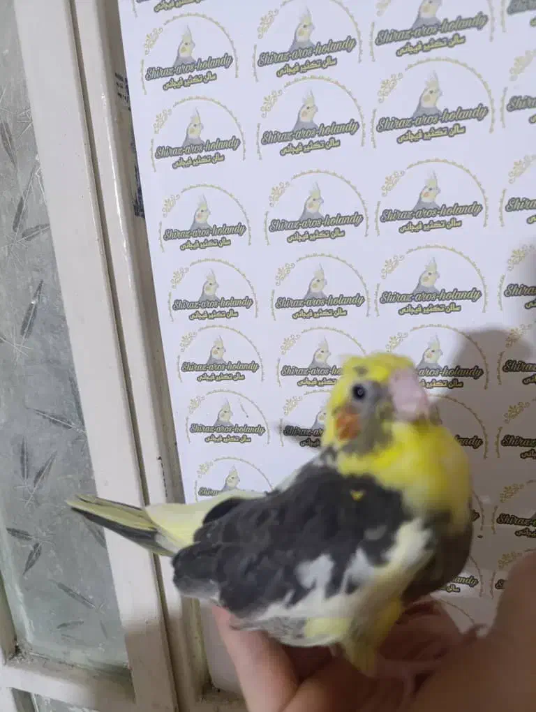 عروس هلندی سرلاکی نرمخور دونخور دستی نرماده بالغ|پرنده|شیراز, پودنک|دیوار