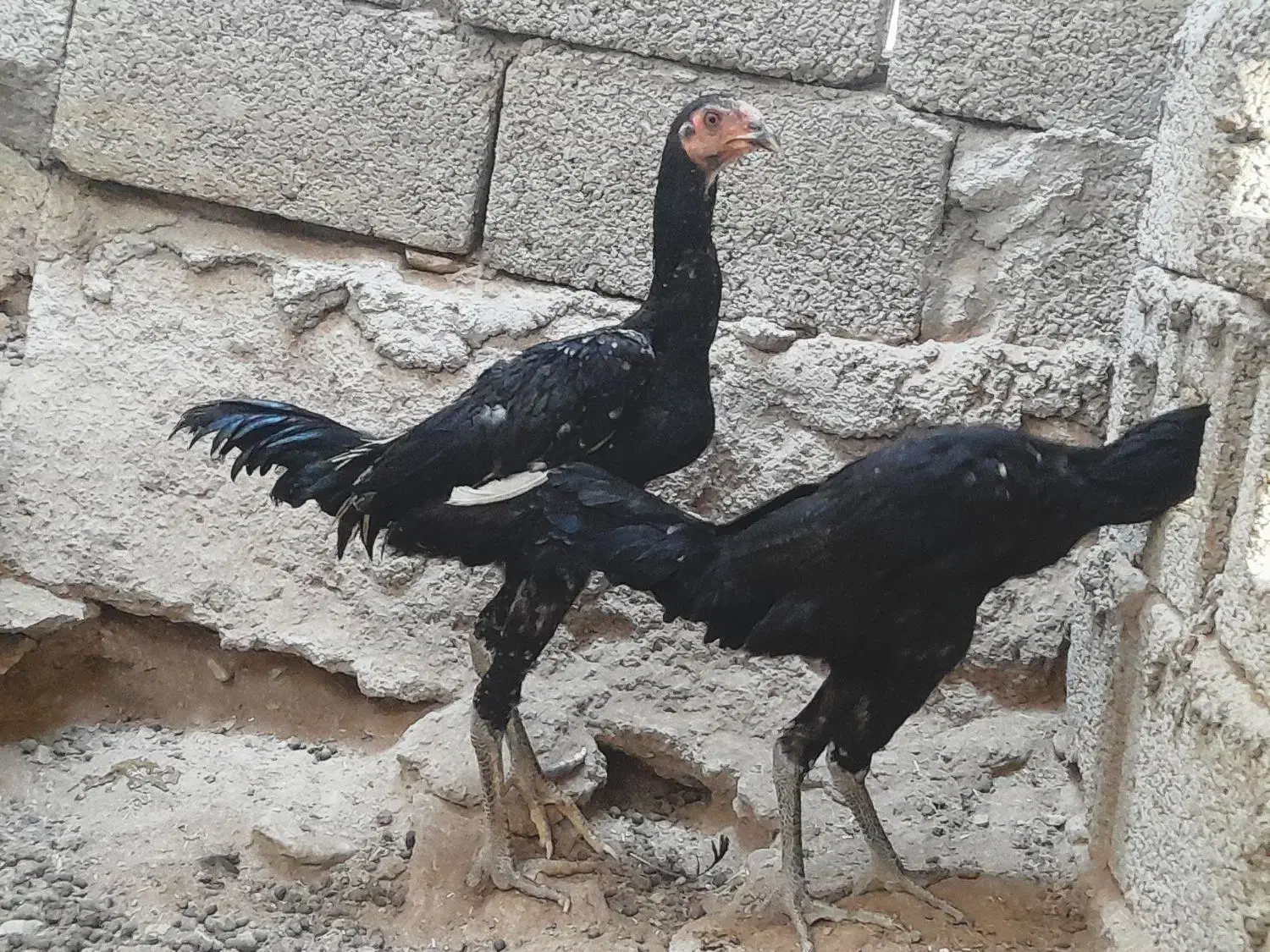 دوجوجه چابهاری و دو مرغ فروشی|حیوانات مزرعه|بندرعباس, |دیوار