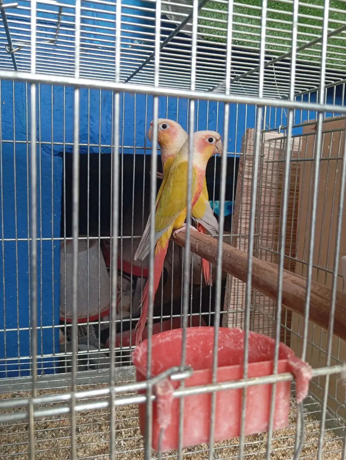 ردچیک و مونچیک|پرنده|شاهینشهر, خبرنگار|دیوار