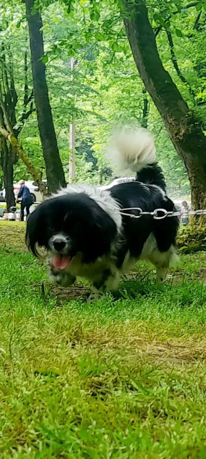 سگ پاکوتاه|سگ|تنکابن, |دیوار