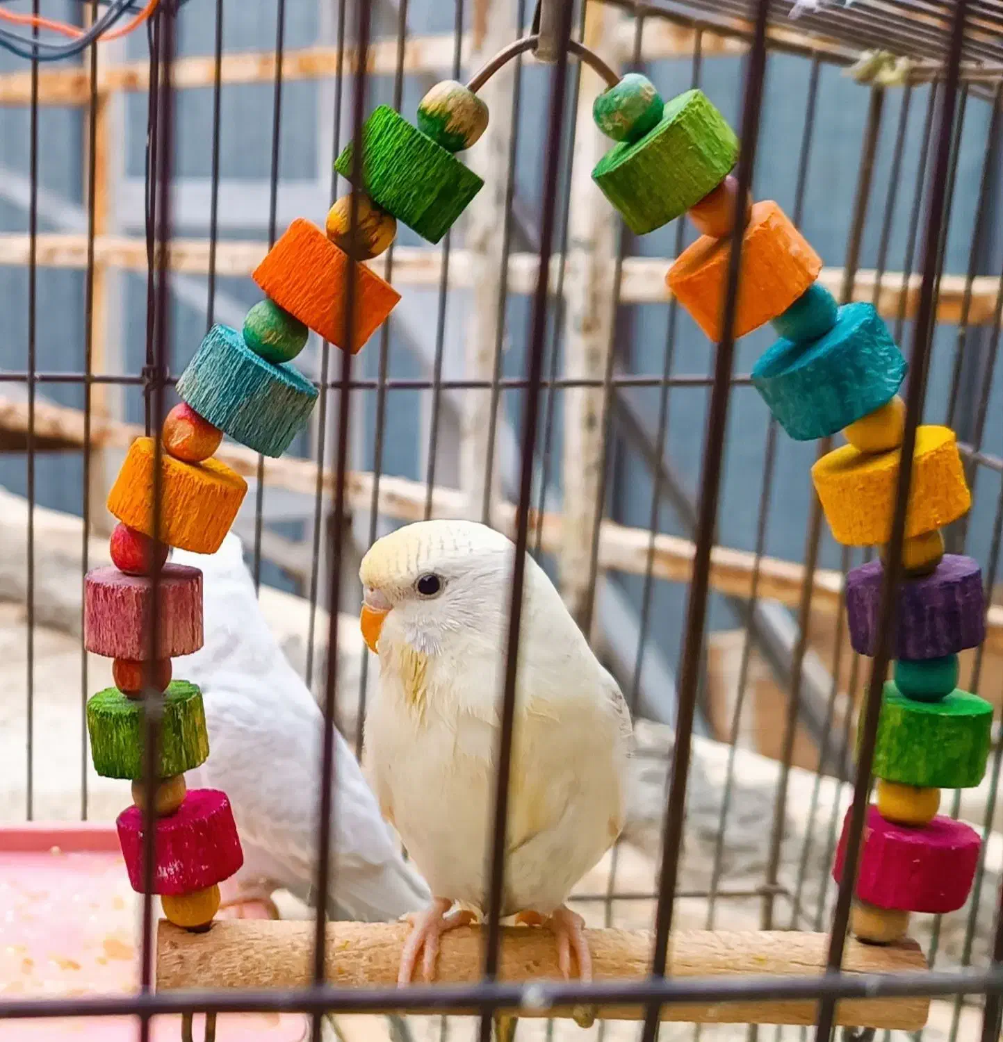 مرغ عشق|پرنده|شیراز, گود عربان|دیوار