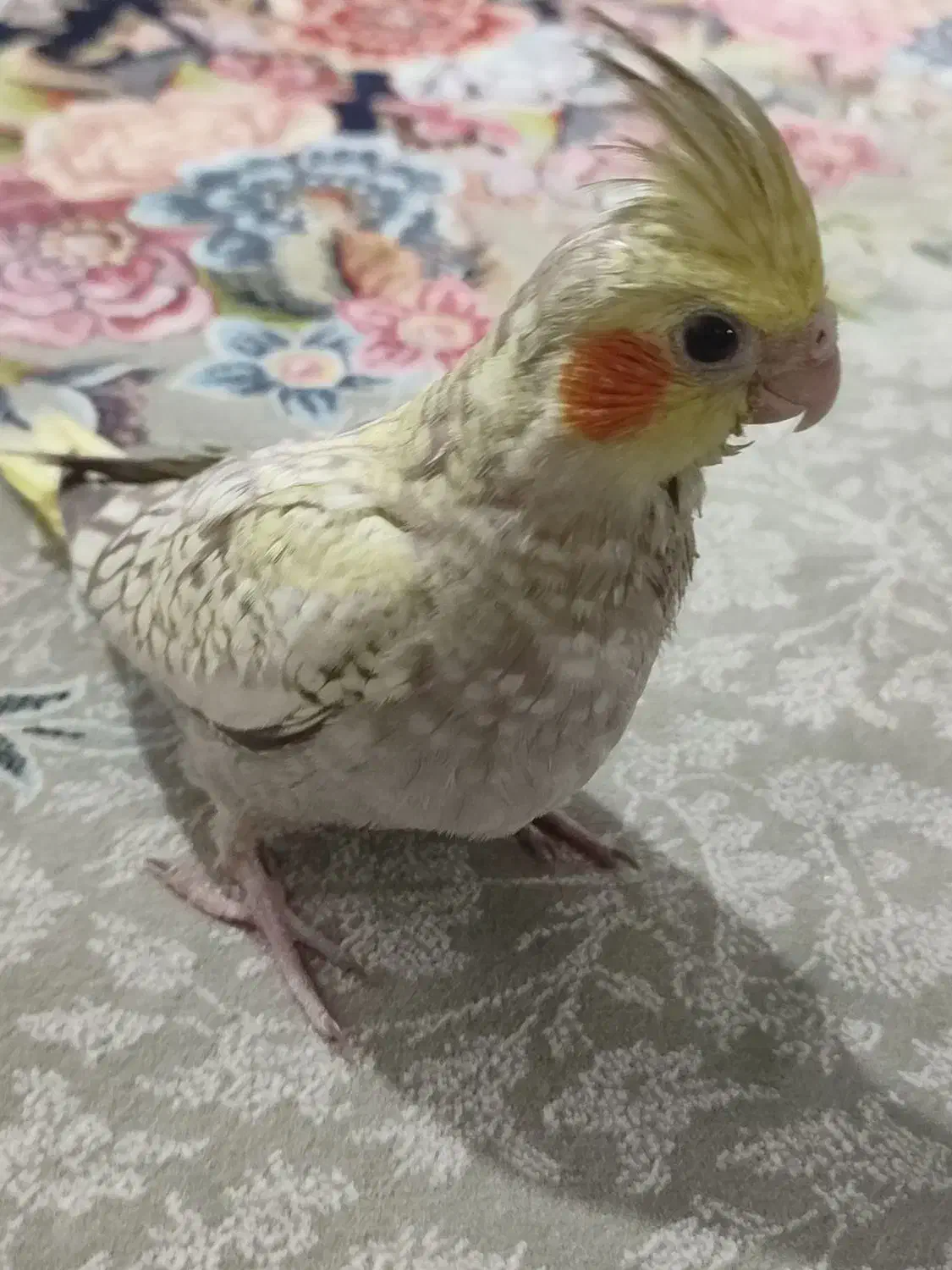 جوجه عروس هلندی|پرنده|پاکدشت, پاکدشت (مامازند)|دیوار