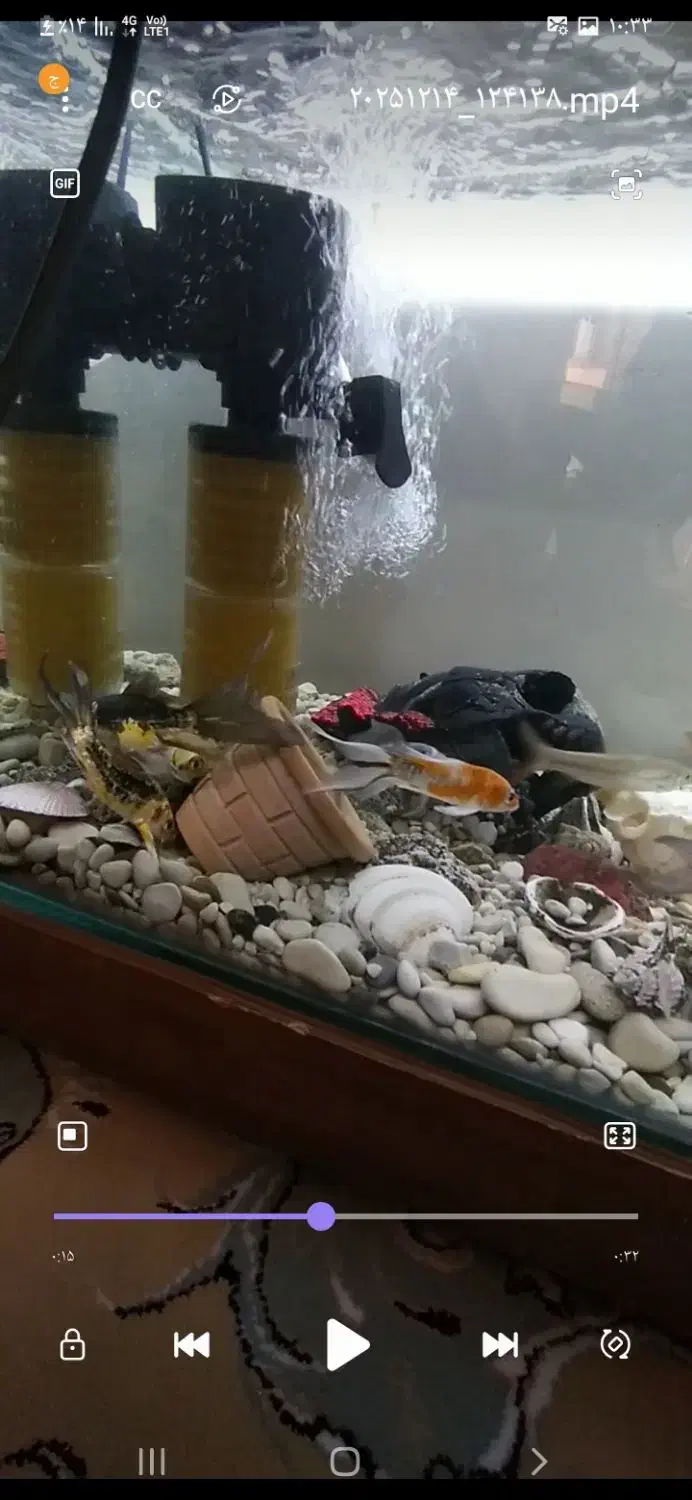 اکواریوم|ماهی|قیدار, |دیوار