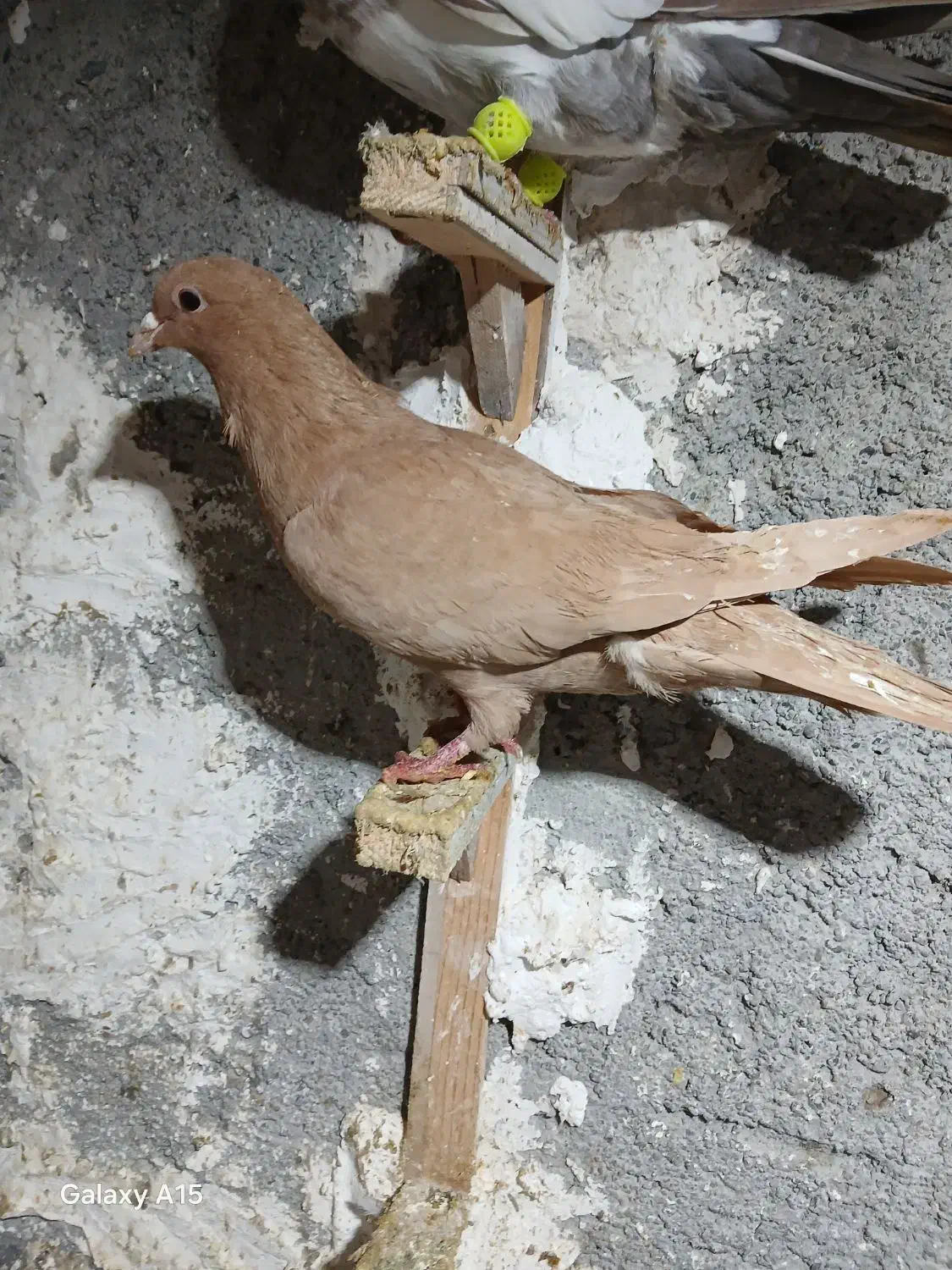 کبوتر صید کرمانی کله زرد|پرنده|مشهد, ابوذر|دیوار