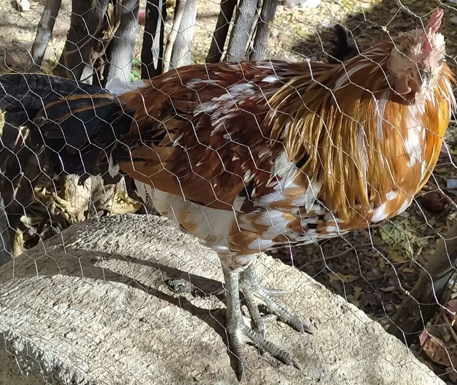 تخم مرغ نطفه دار بومی لری گلین|حیوانات مزرعه|شهرضا, |دیوار