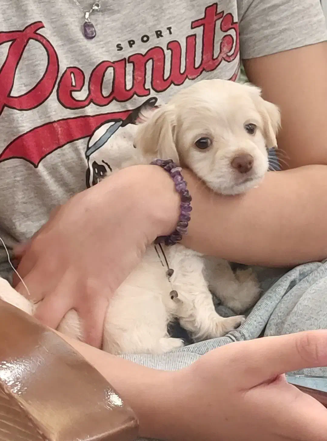 توله پودل کراس|سگ|مشهد, هنرستان|دیوار