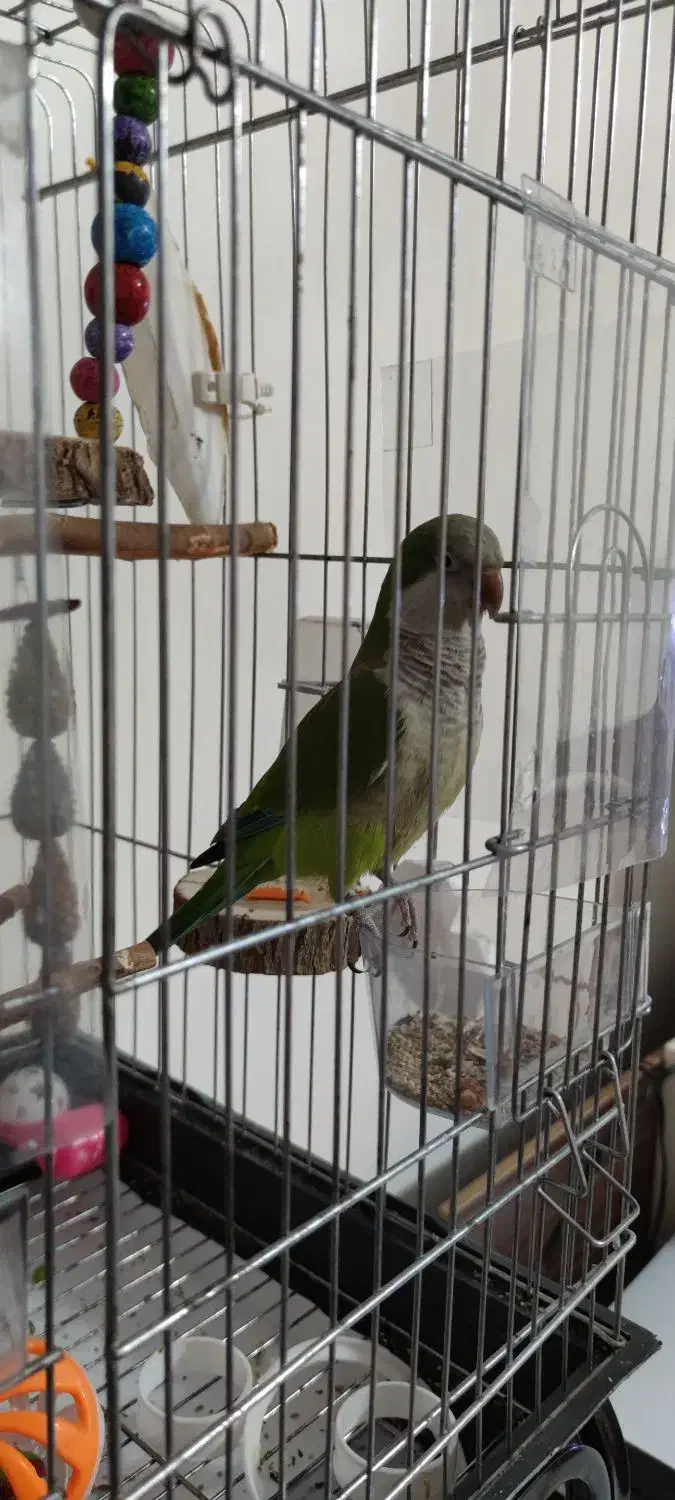 طوطی راهب|پرنده|ری, دولت‌آباد|دیوار