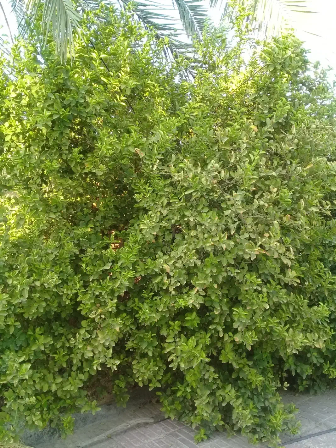 فروش آبلیمو طبیعی|خوردنی و آشامیدنی|قیروکارزین, |دیوار