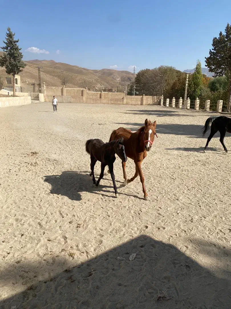 پانسیون و فروش اسب|اسب و تجهیزات اسبسواری|کرج, آتشگاه|دیوار