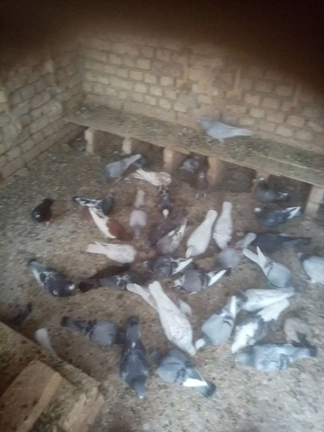 تعدادی کبوتر فروشی|پرنده|فرح دشت, |دیوار