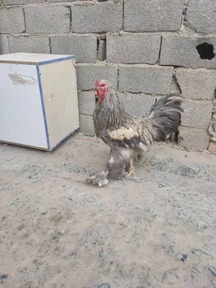 مرغ خروس برهما اصل جوان|حیوانات مزرعه|صباشهر, |دیوار