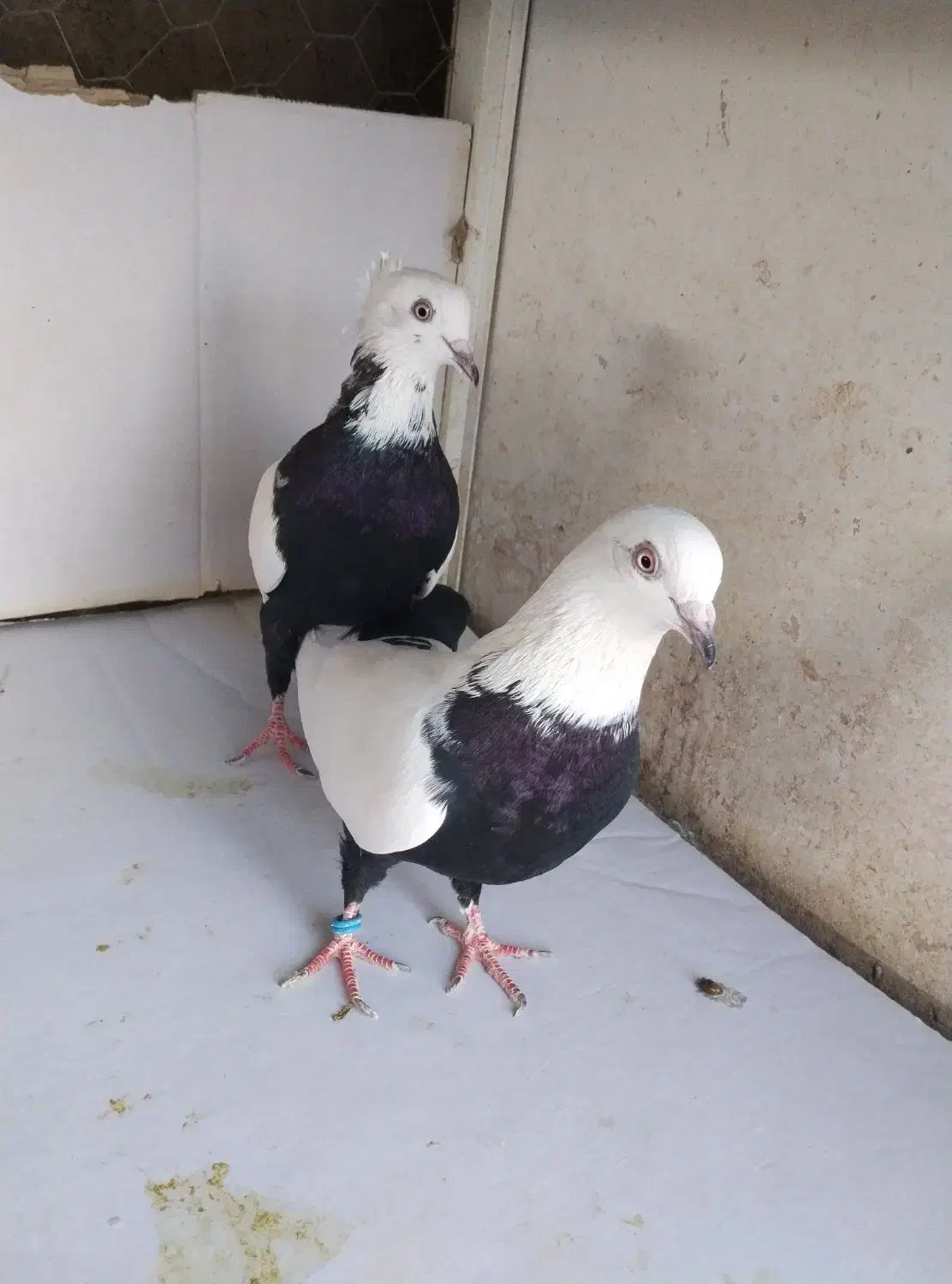 کبوتر|پرنده|قرچک, داوود آباد|دیوار